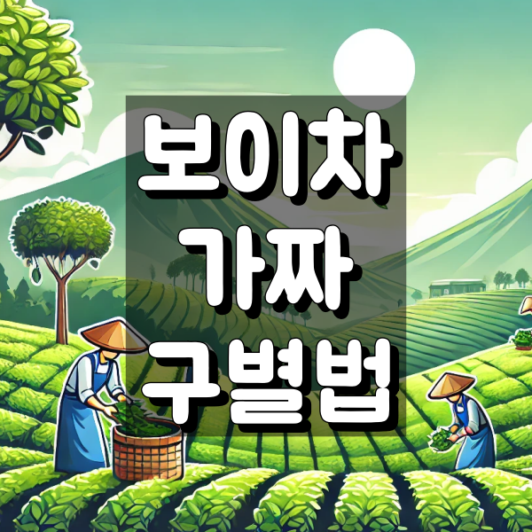보이차 가짜 구별법