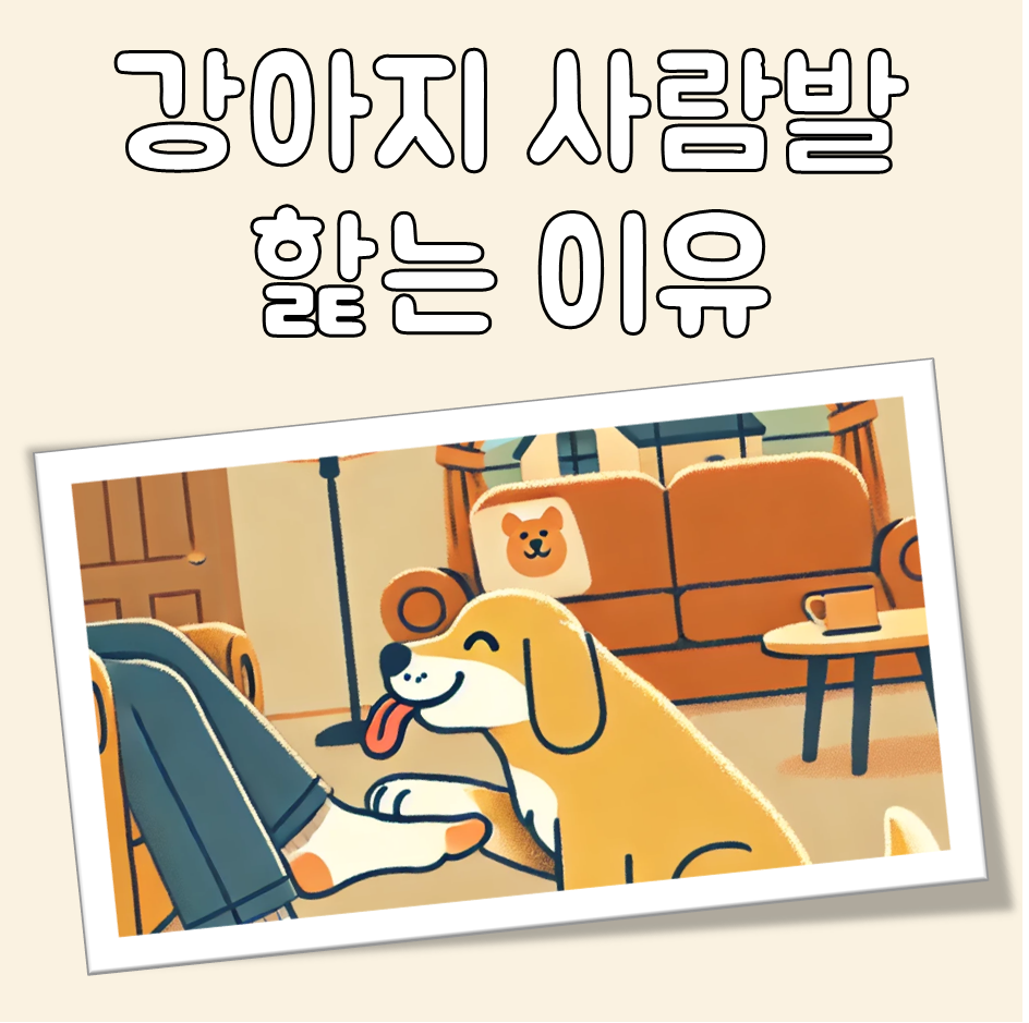 강아지 사람발 핥는 이유 대표 이미지