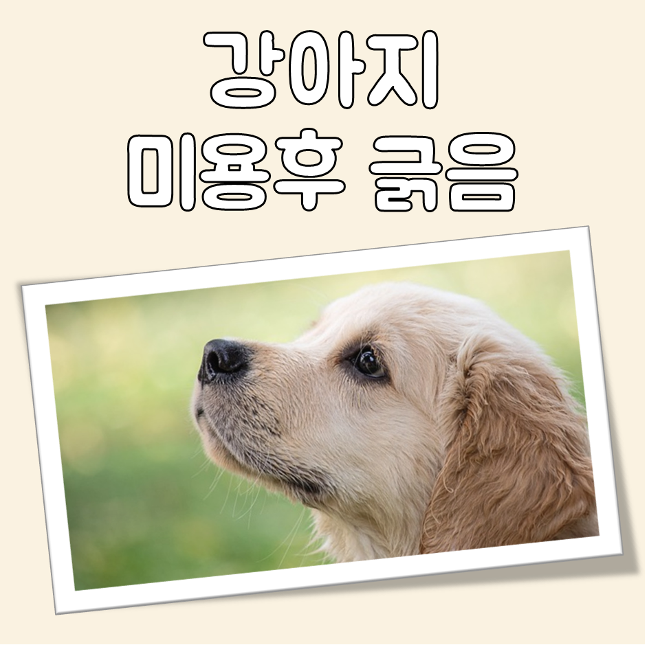 강아지 미용후 긁음 대표 이미지