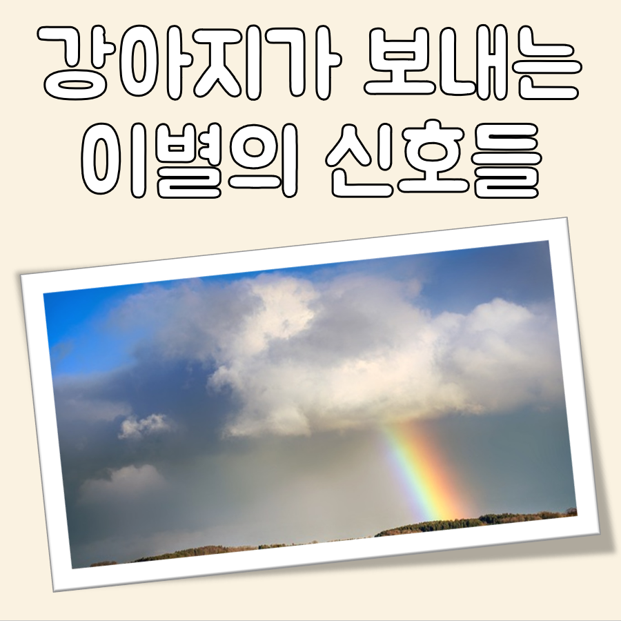 강아지 죽기전 증상 대표 이미지