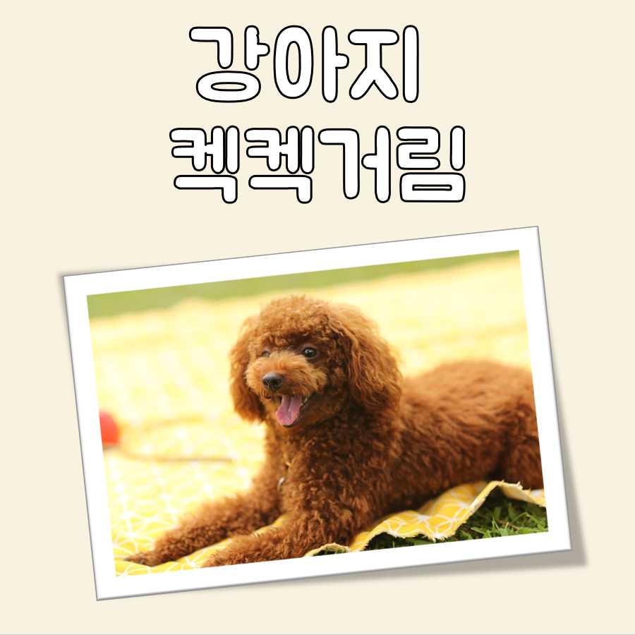 강아지 켁켁거림 대표 이미지
