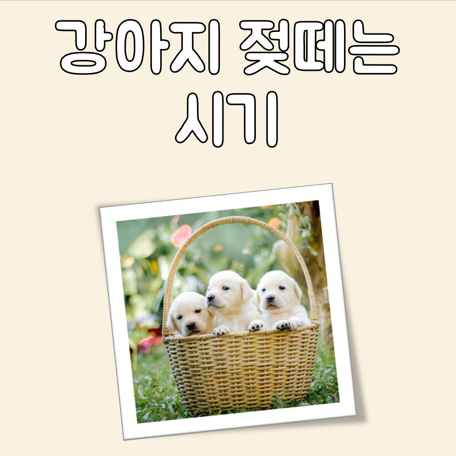 강아지 젖떼는 시기 대표 이미지