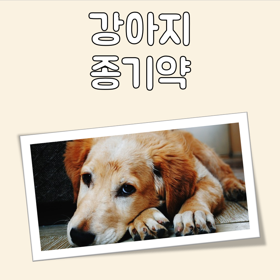 강아지 종기약 대표 이미지