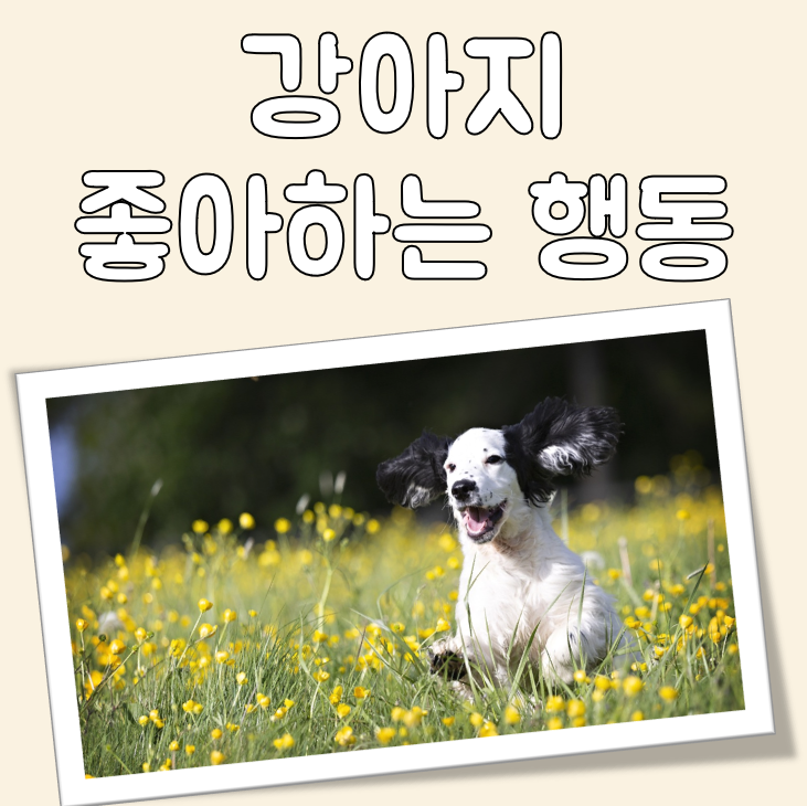 강아지가 좋아하는 행동