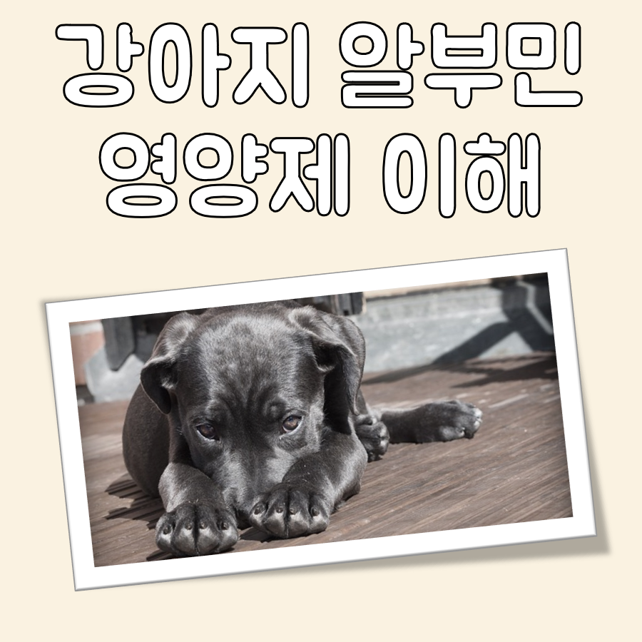 강아지 알부민 영양제 대표 이미지