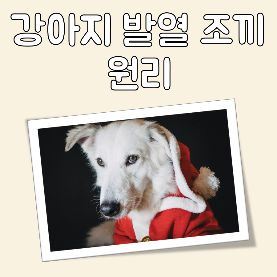 발열 강아지 조끼의 원리와 주요 장점 대표 이미지