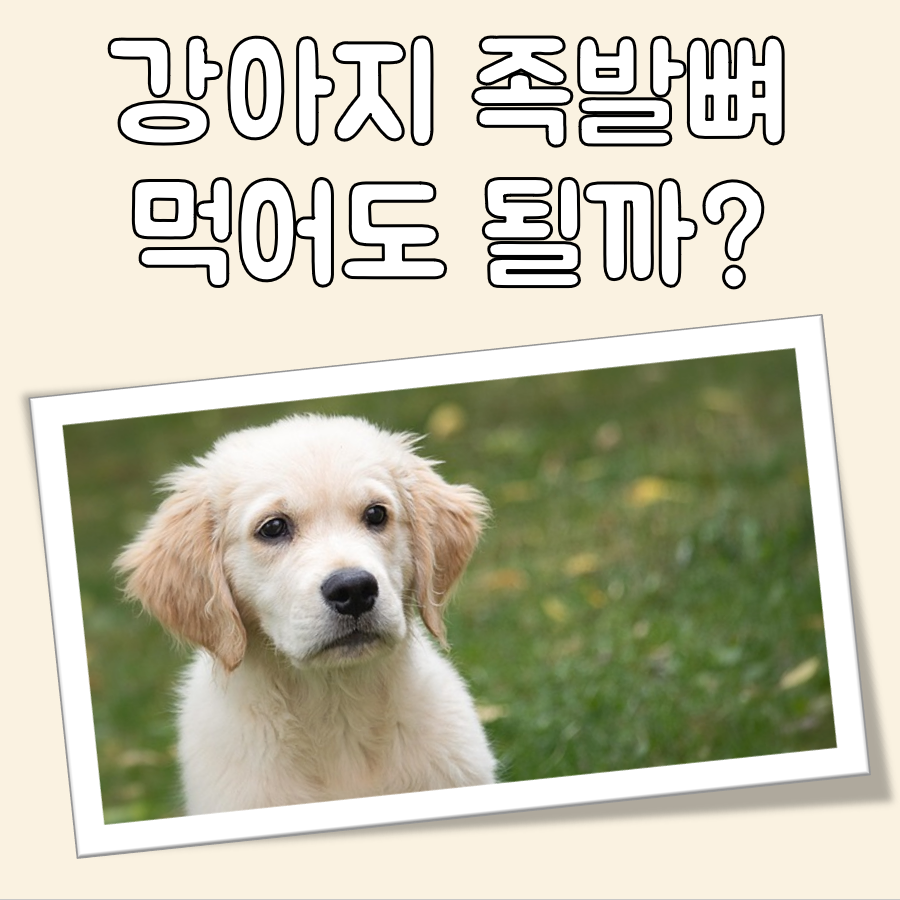 강아지 족발뼈 먹어도 되나요 대표 이미지