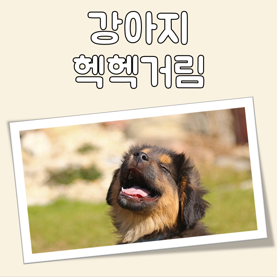 강아지 헥헥거림 대표 이미지