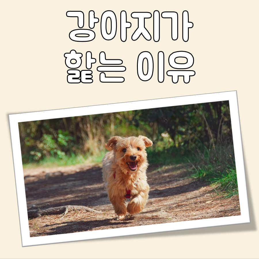 강아지가 핥는 이유 대표 이미지