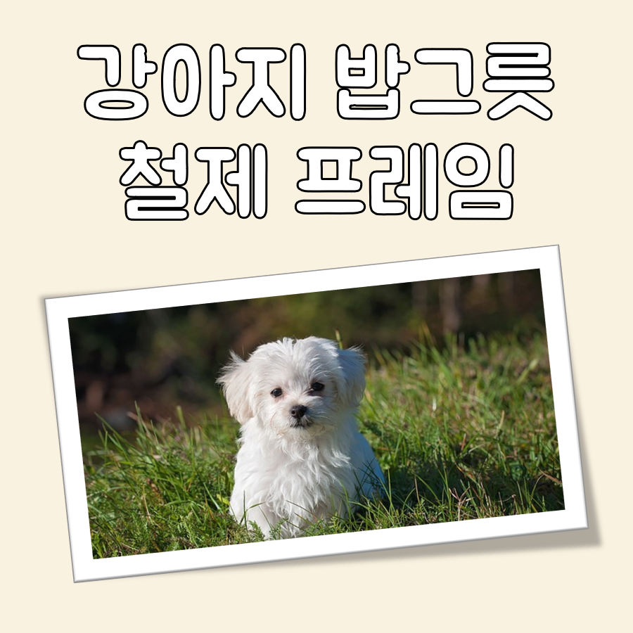 강아지 밥그릇 철제프레임 대표 이미지