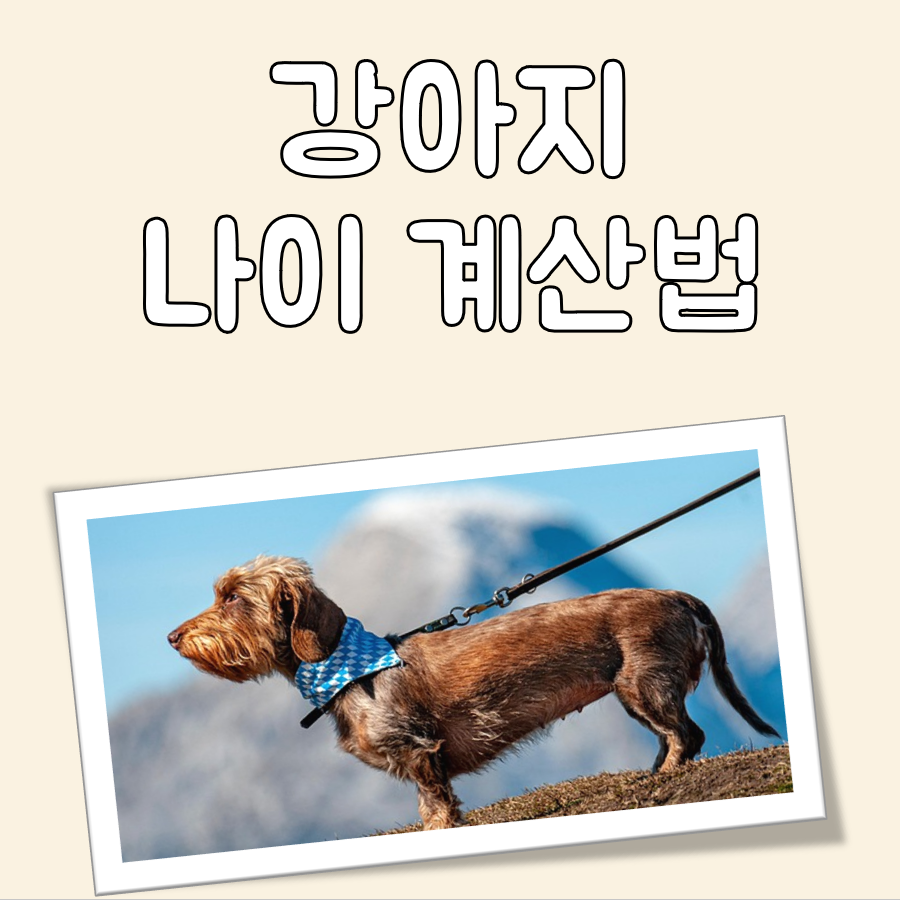 강아지 나이 계산법 대표 이미지